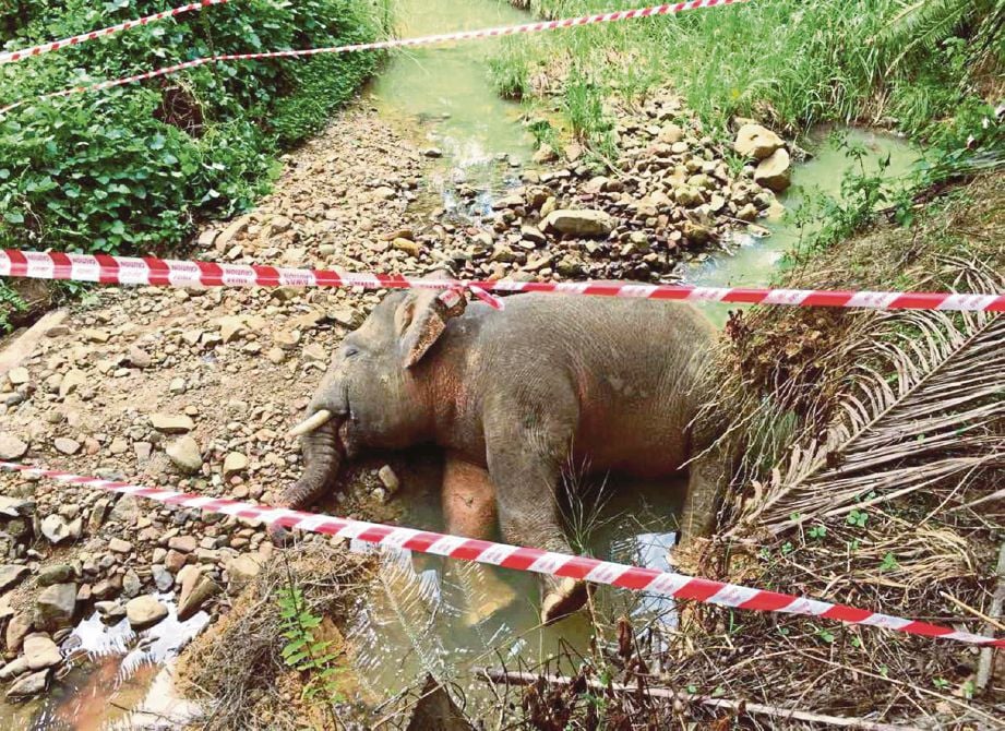  BANGKAI gajah jantan yang ditemui dengan kesan tembakan di Ladang Cenderamata, Jalan Merotai-Kalabakan, Tawau.