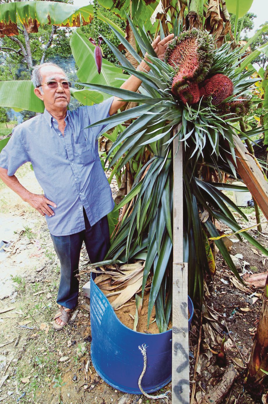 Saw menunjukkan pokok nanas yang mengeluarkan buah berbentuk seperti  ulat bulu di Kampung Bukit Sebukor, Pengkalan Minyak. 