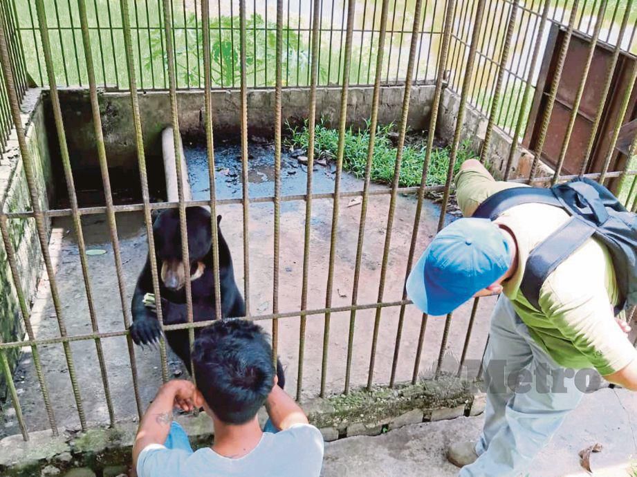 KAKITANGAN SFC menyelamatkan beruang matahari yang disimpan secara haram di sebuah premis di Sibu. 