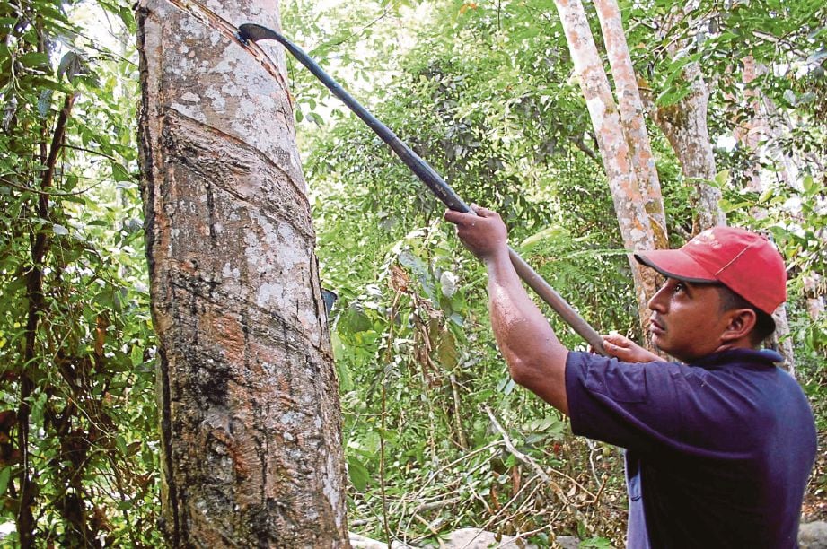 Mohd Fuad menggunakan galah bagi menoreh pokok berusia lebih 10 tahun.