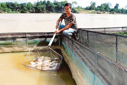 Aizun menunjukkan ikan tilapia yang mati disebabkan air Sungai Pahang cetek.