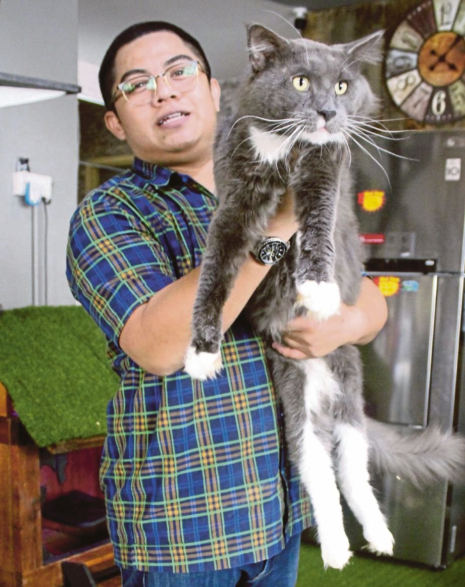  Tengku Alifzaim bersama kucing  mainecoon ketika ditemui di Penang Cat Studio and Spa, Tingkat Mahsuri, Bayan Baru. 