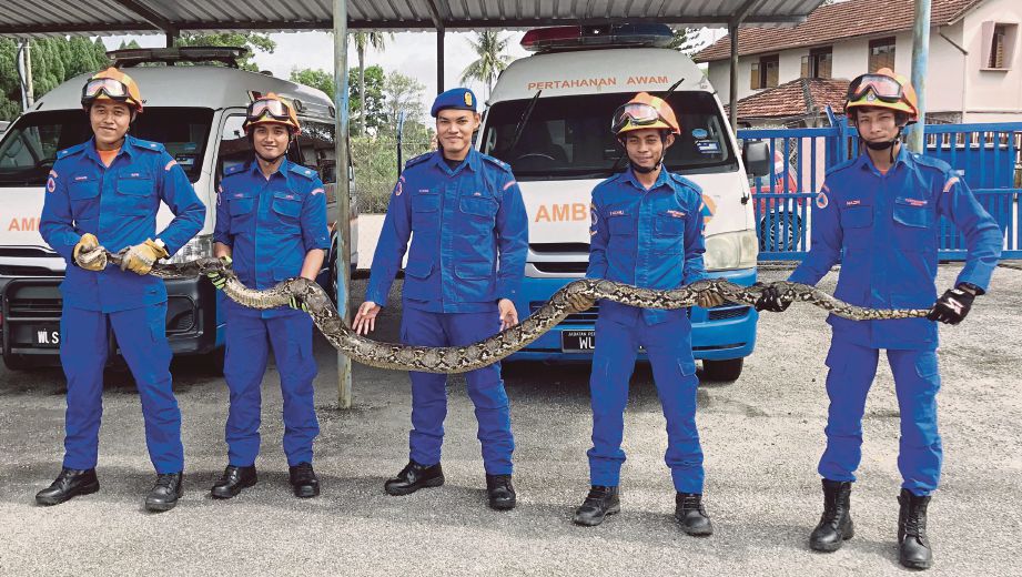 ANGGOTA  APM   mengambil ular yang ditangkap penduduk di Kampung Parit Maimon, kelmarin.
