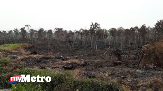 KEADAAN hutan yang terbakar. FOTO Fuad Hadinata Yaacob dan Icka S Hassan