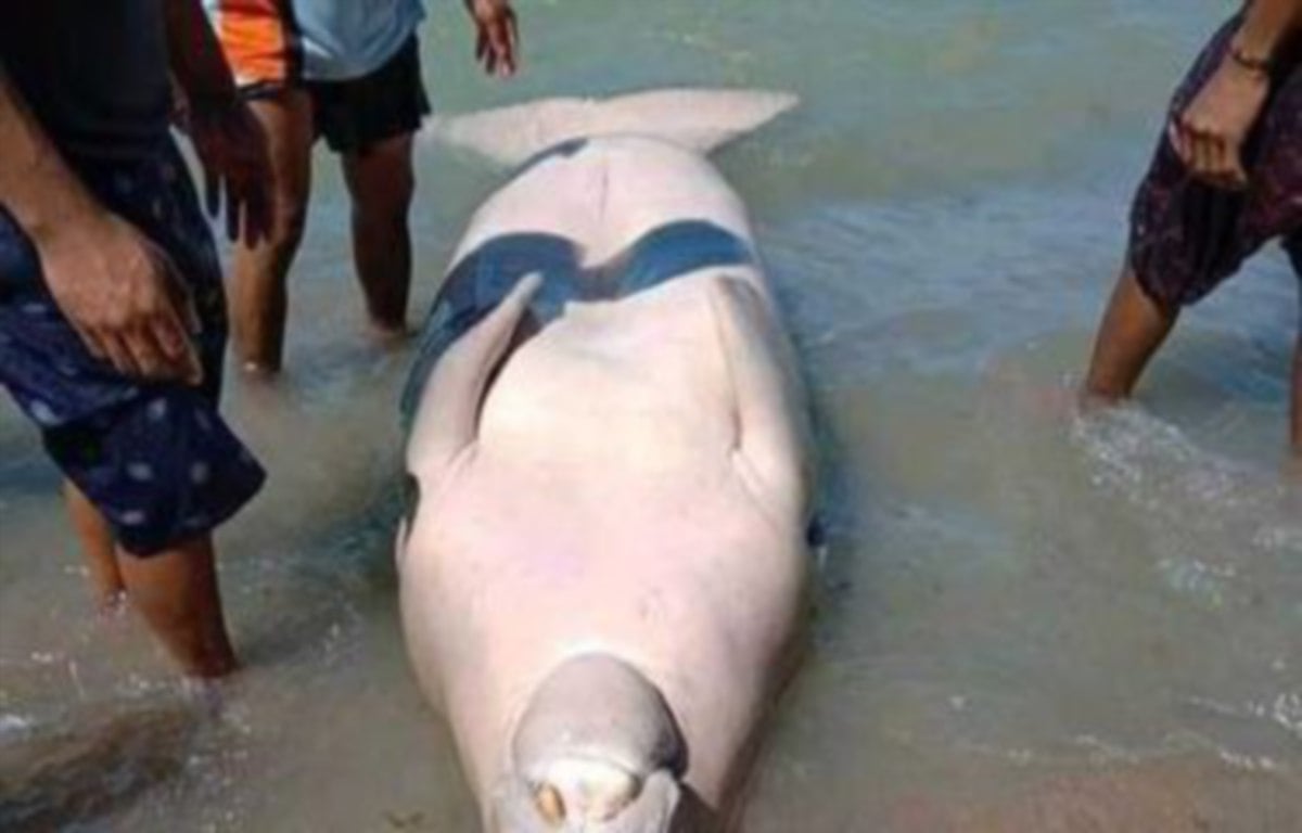DAGING dugong memberi manfaat untuk menyihatkan badan. FOTO Agensi 