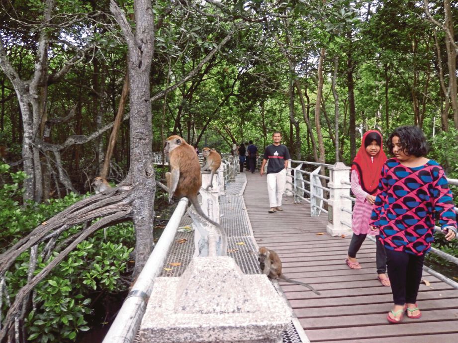 Monyet di Taman Paya Bakau didakwa menceroboh kawasan perumahan penduduk di Desa Manjung Raya 2, Lumut.