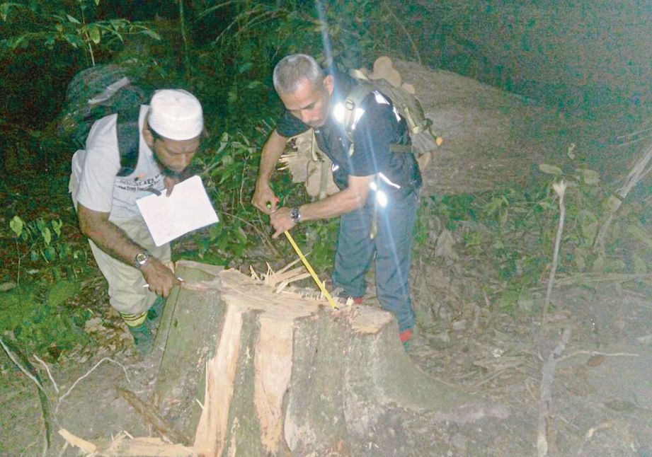 ANGGOTA Jabatan Perhutanan  memeriksa   balak  yang cuba dicuri di Hutan Simpan Relau. 