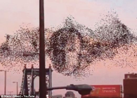 IMEJ yang dibentuk oleh ribuan burung di New York dikatakan mirip wajah Putin. 