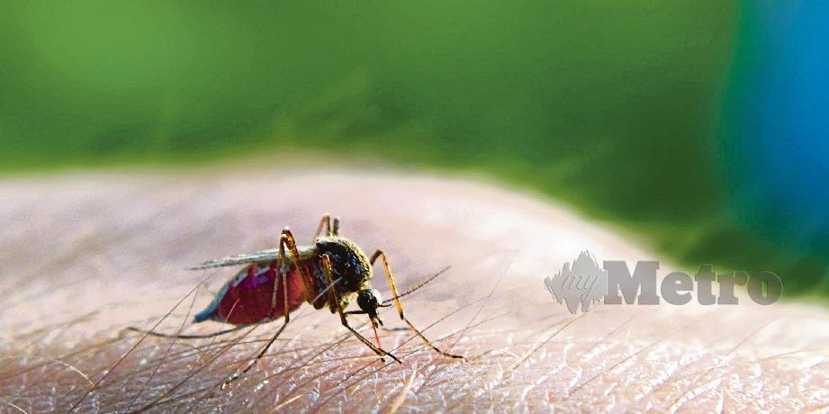 NYAMUK menjadi ejen penyebaran malaria.