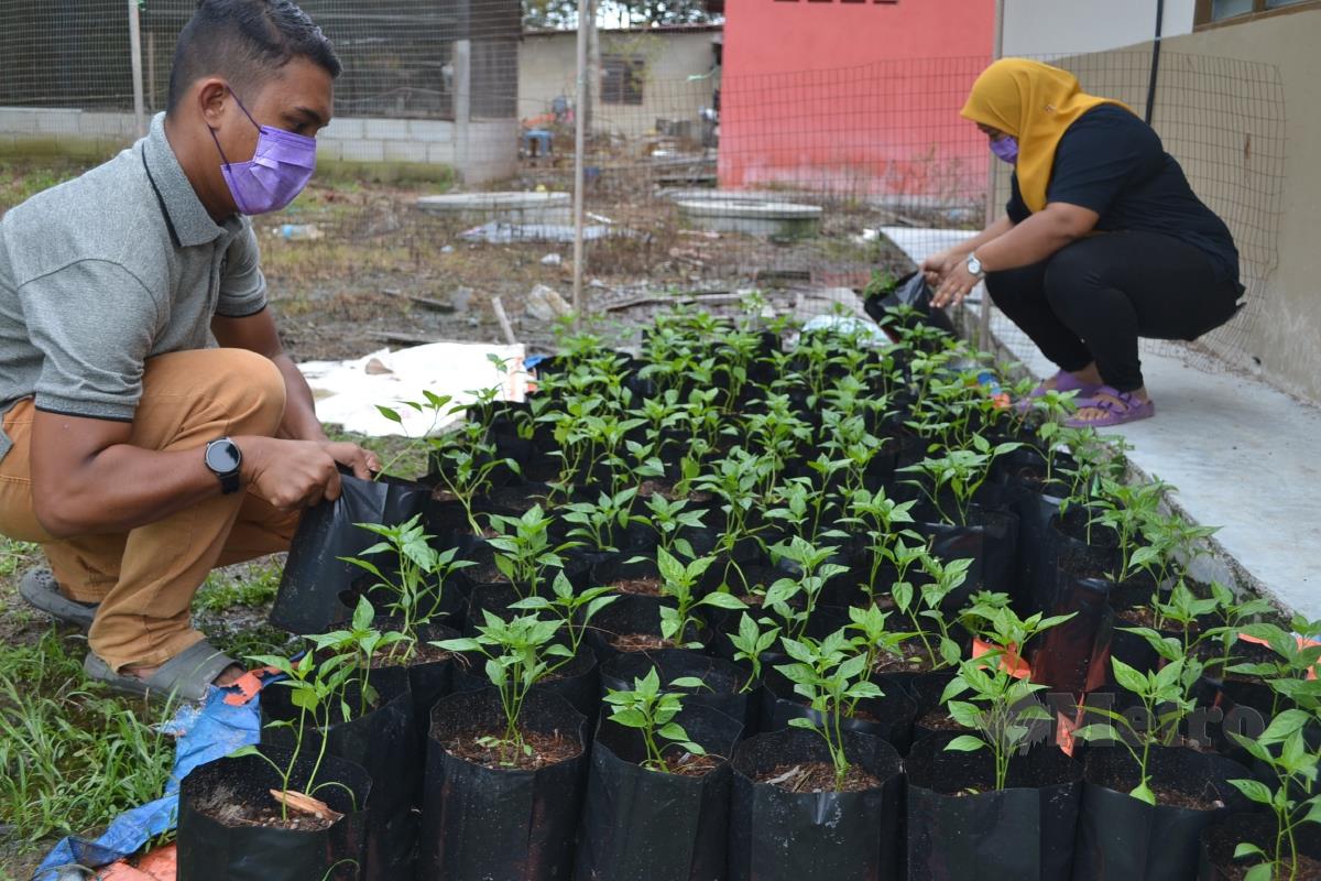  Mohd Azhari dan Junaidah menanam cili padi bara  di Kampung Ayer Hitam Pantai, Masjid Tanah.