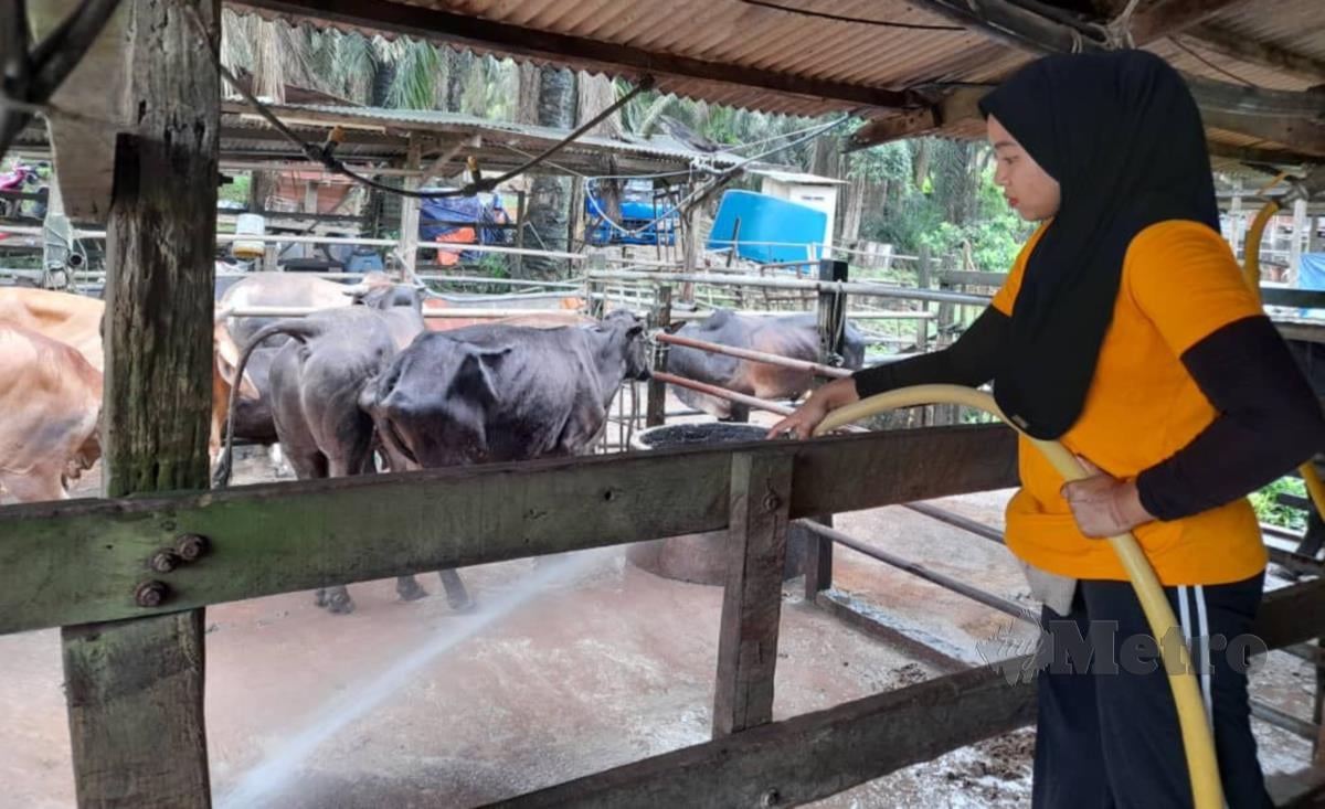 Norhanisah memandikan lembu di kandang di Kampung Rantau Panjang, Masjid Tanah. Foto HASSAN OMAR