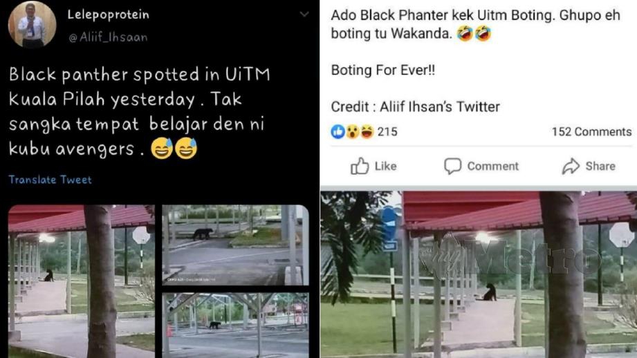 KELIBAT harimau kumbang di kawasan parkir UiTM Kuala Pilah pada 22 Julai lalu tular di laman sosial. FOTO tular media sosial