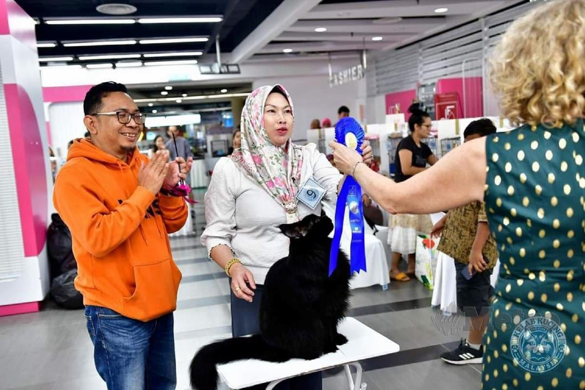 MAX sering dibawa menyertai pameran dan pertandingan kucing sekitar Lembah Klang.