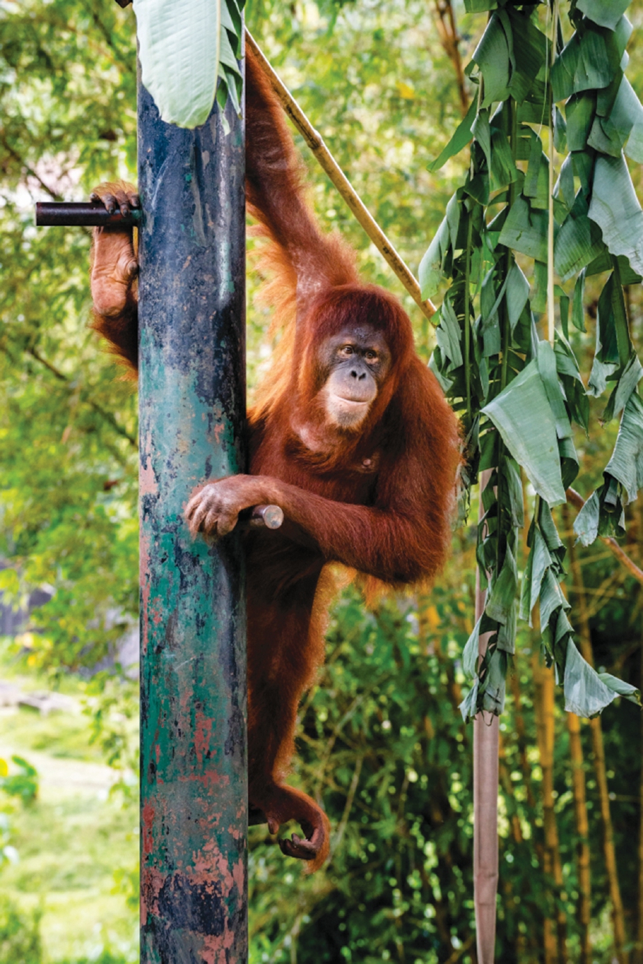 SDO mengambil dua Orang Utan Sumatera sebagai haiwan angkat menerusi program penajaan hidupan liar Zoo Negara.