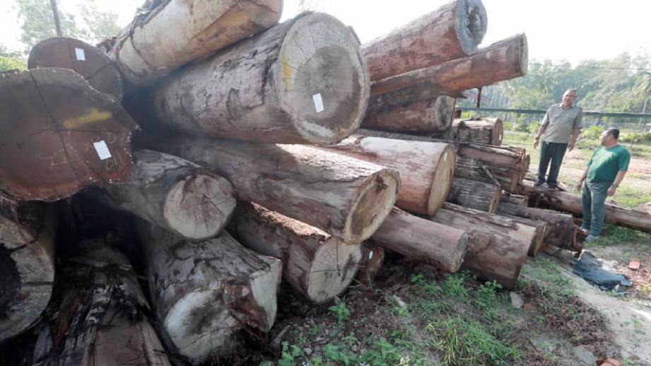 LONGGOKAN kayu balak yang dirampas anggota Pejabat Hutan Daerah Rompin. FOTO Mohd Rafi Mamat