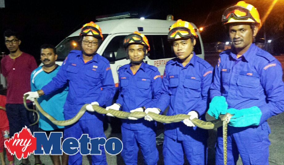 Tedung selar yang ditangkap ketika membaham ular sawa di reban ayam di Kampung Gading Jaya, Labu, malam tadi. FOTO ihsan APM