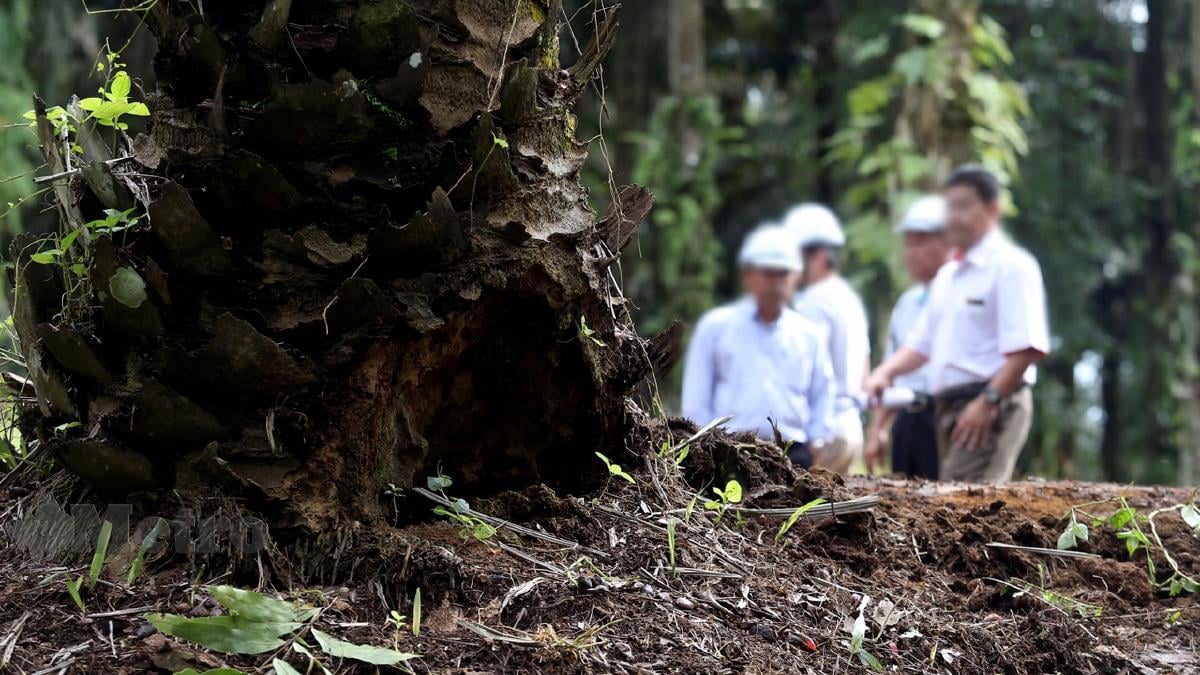 GAMBAR hiasan. Pangkal pokok kelapa sawit yang berlubang akibat penyakit Ganoderma. FOTO arkib NSTP