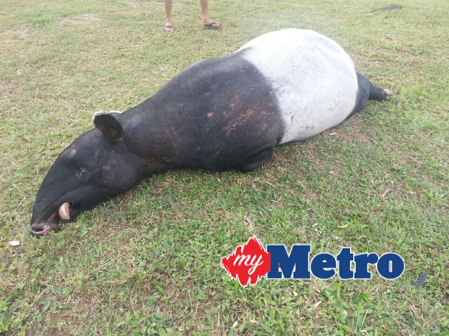 Tapir yang ditemui mati di tepi jalan berhampiran Kampung Labohan, Kerteh, dekat Chukai. FOTO Rosli Ilham
