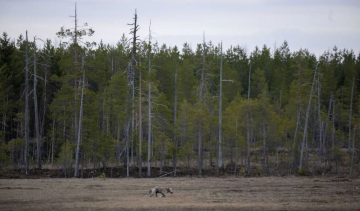 SERIGALA dirakam di kawasan hutan di timur Finland yang bersempadan dengan Rusia. FOTO AFP 