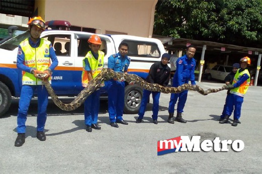 ANGGOTA JPAM memegang ular sawa yang ditangkap penduduk Kampung Kubor Jalan Darat, Batu Rakit. FOTO Ahmad Rabiul Zulkifli