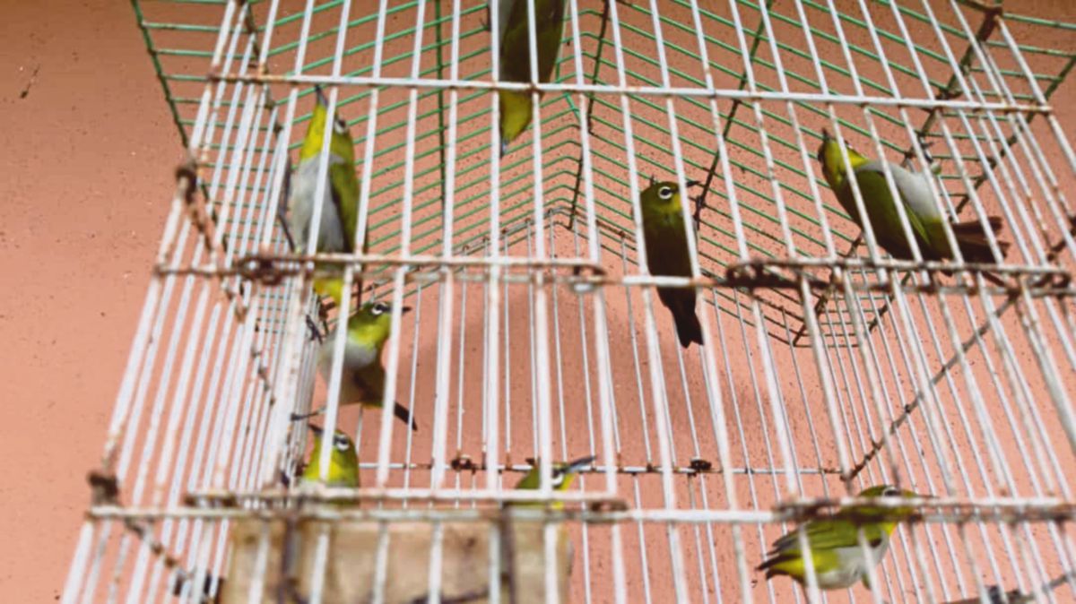 SANGKAR berisi burung yang dirampas Perhilitan di Port Dickson.