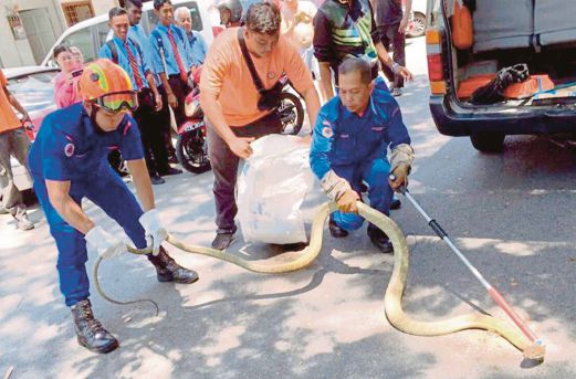 ANGGOTA JPAM menangkap ular tedung selar sepanjang tiga meter.