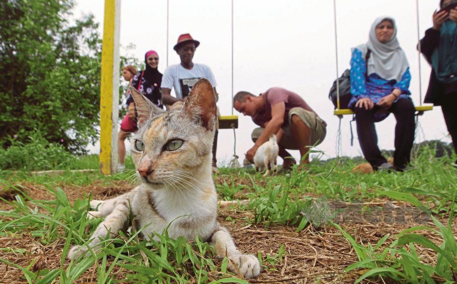 MEOW Island sering mendapat perhatian pencinta kucing dari  Barat untuk menjalani aktiviti sukarelawan.