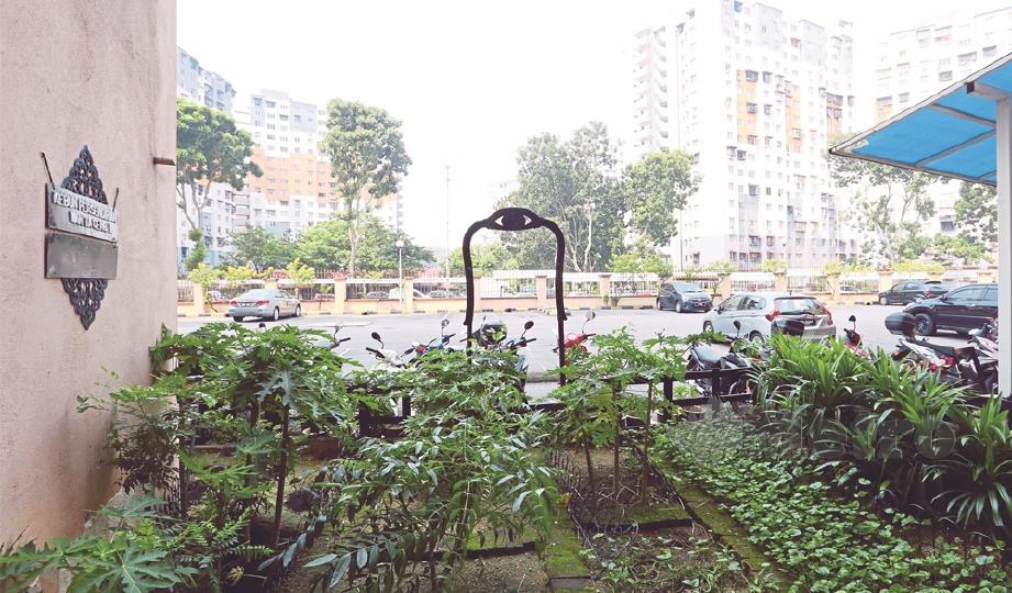 SUDUT kondominium jadi kebun mini lebih 30 jenis tanaman.