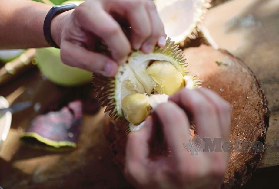 SOP pengeksportan durian sejuk beku ke China dikeluarkan sebagai panduan kepada semua pejabat pengeluar sijil fitosanitasi.