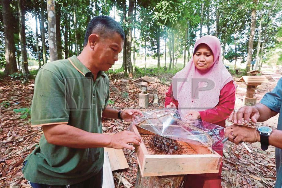  Siti Farhana   melihat sarang kelulut   yang diusahakan dalam hutan semula jadi di kawasan ladang hutan Kemasul.   