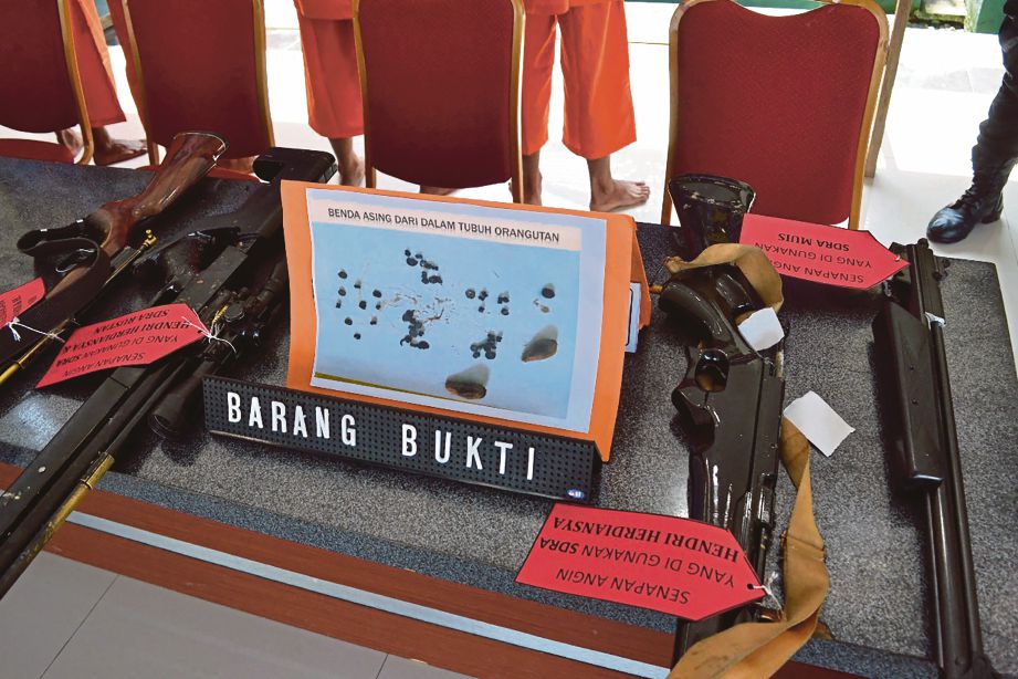 GAMBAR yang disiarkan polis Kutai Timur menunjukkan senjata yang digunakan empat suspek itu untuk memburu dan membunuh orang utan. - AFP