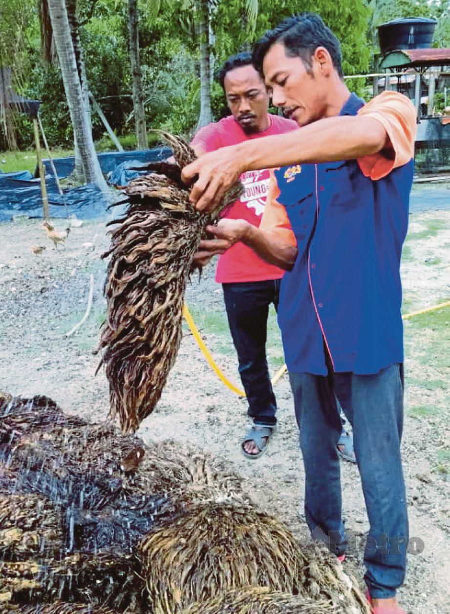 Cendawan Jerami Berpotensi Hasil Pendapatan Sampingan