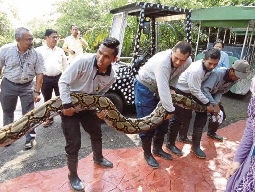 PETUGAS Zoo Taiping melepaskan ular sawa terbesar sepanjang 21 kaki seberat 100 kilogram tahun ke dalam kandang baru dalam Zoo Taiping.