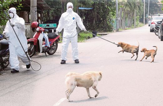 PENGUAT kuasa  menangkap anjing liar  dalam operasi pembasmian wabak.