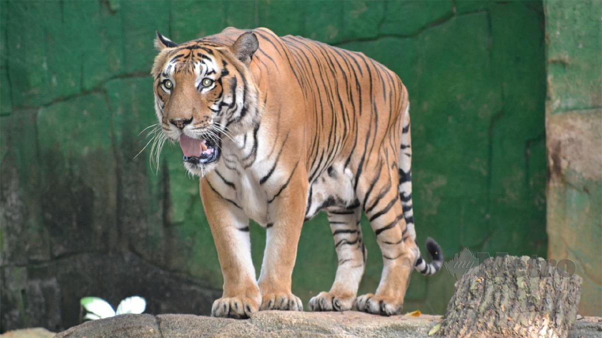 Melaka: Harimau Malaya cuma ada kurang 200 ekor dalam hutan di Semenanjung Malaysia.- Foto HASSAN OMAR