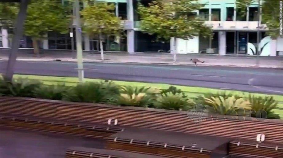 RAKAMAN video menunjukkan kanggaru di pusat bandar Adelaide.