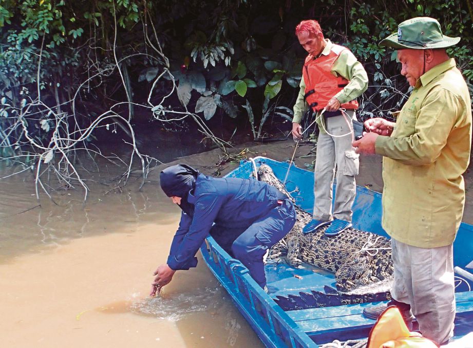 ANGGOTA SWAT SFC meletakkan mata kail yang dipasang umpan bangkai ayam untuk menangkap buaya di sungai Samarahan.