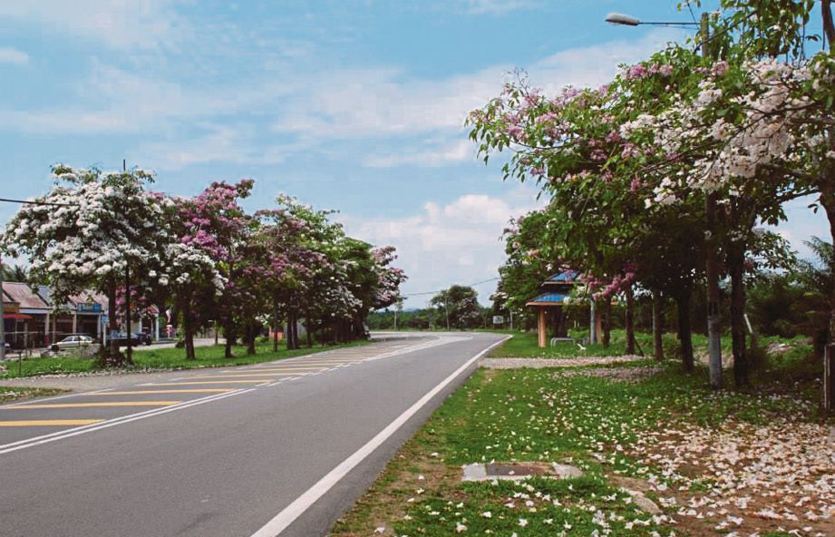 BUNGA sakura mekar di Jalan Juasseh-Batu Kikir.