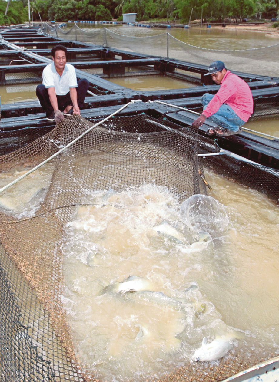  MOHD Zain bersama pekerja mengangkat ikan ternakan di sangkar miliknya.