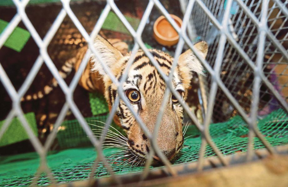 Anak harimau berusia 6 bulan yang dirampas PERHILITAN.