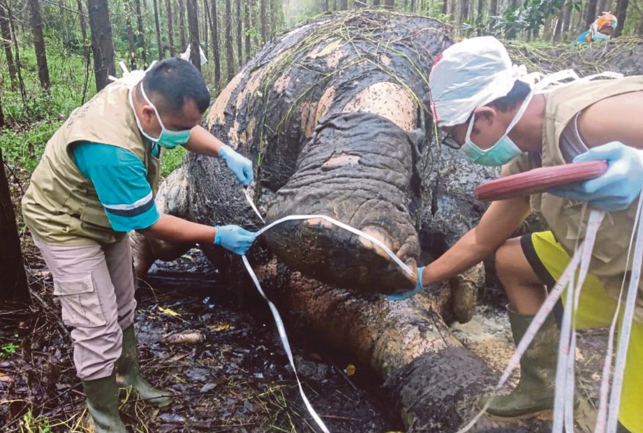  Gajah  Sumatera ditemui mati dipenggal Harian Metro