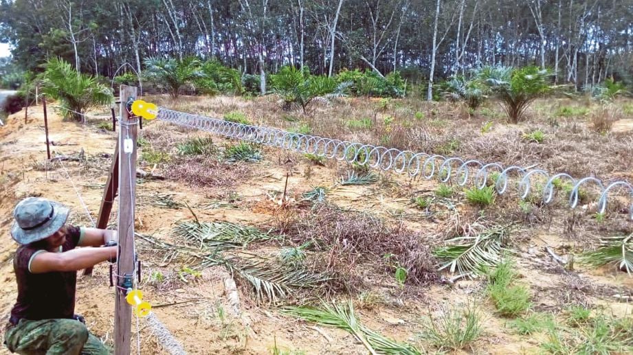  NORDIN memasang pagar elektrik untuk mengelak  kawasan kebun sawit di Kampung Seri Lukut diserang gajah liar.