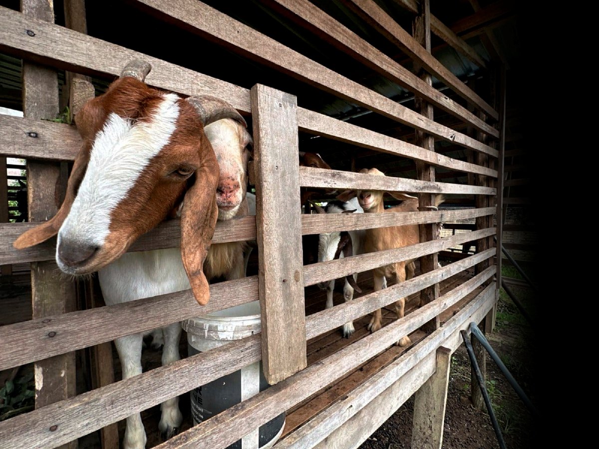 ADA pihak melihat tindakan penternak menjual kambing dengan harga terlalu murah  merosakkan harga pasaran ternakan itu di negara ini.