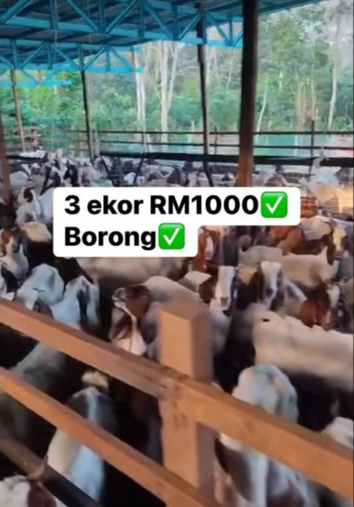 TULAR di media sosial penternak menjual kambing pada harga runtuh hingga mencetuskan tanda tanya ramai.