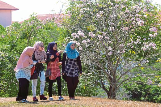 PELAJAR berjalan melintasi pokok sakura yang berbunga lebat di beberapa lokasi di UMS, Kota Kinabalu. 
