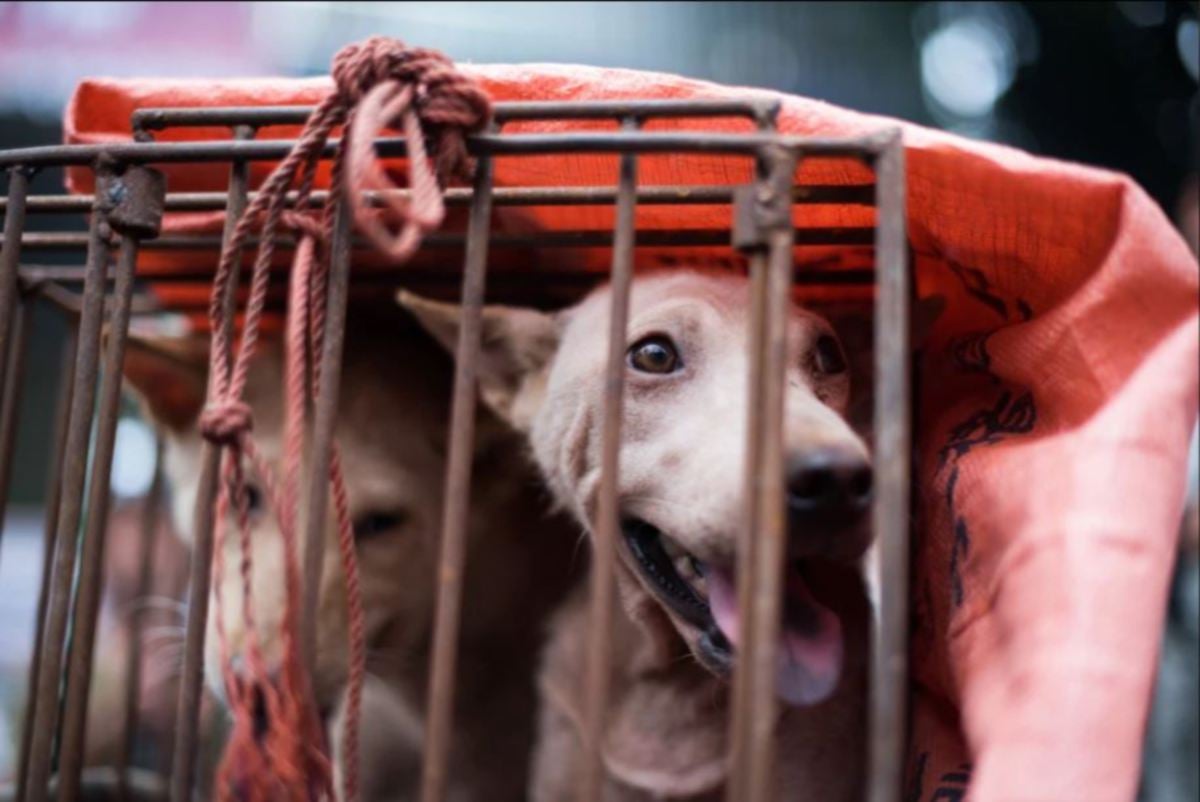 PENIAGA sudah mula menjual anjing meskipun festival itu belum berlangsung. FOTO AFP