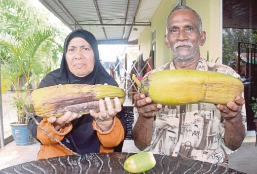 YUSOFF  bersama isterinya menunjukkan buah kelapa yang mempunyai rupa bentuk ganjil.