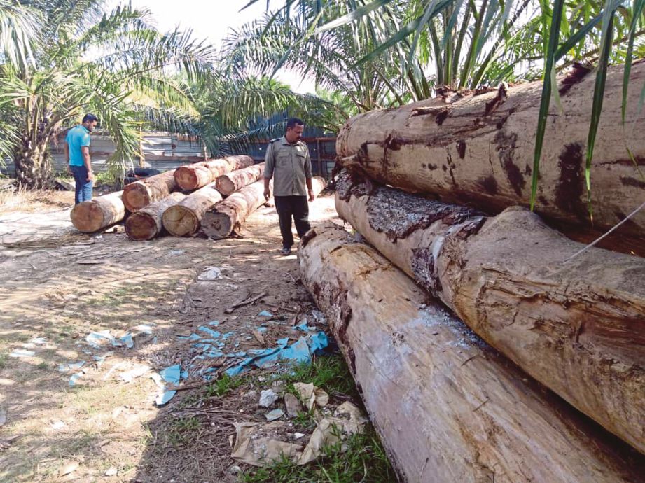 KAKITANGAN JPNT memeriksa pelbagai  kayu balak haram yang disimpan di ladang sawit dan getah di Kampung Medang.