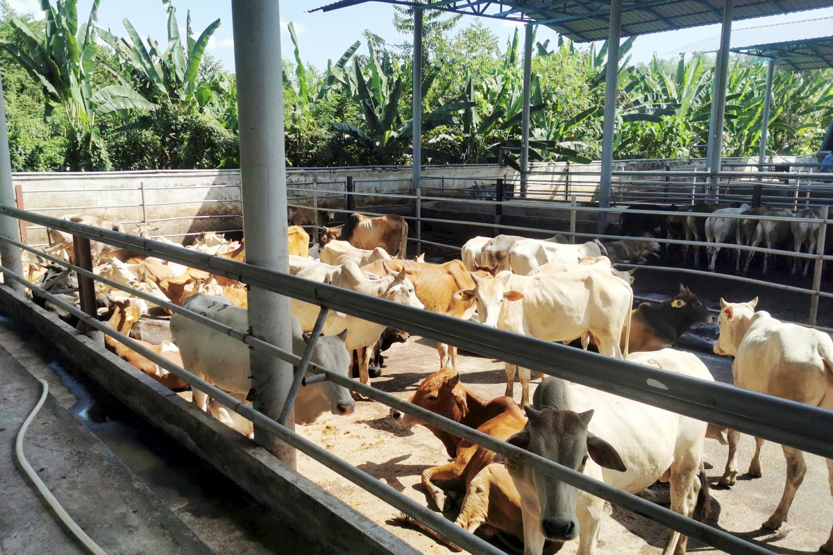 RADIANCE Agrotech akan membawa masuk 18,000 lembu baka Brazil sebagai permulaan pada tahun ini.
