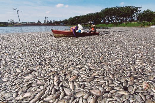 BERIBU-ribu bangkai ikan yang ditemui terapung di Tasik Citra.